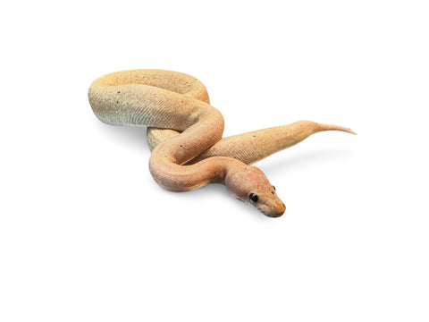 BALL PYTHON, LESSER BANANA SUMA HRA