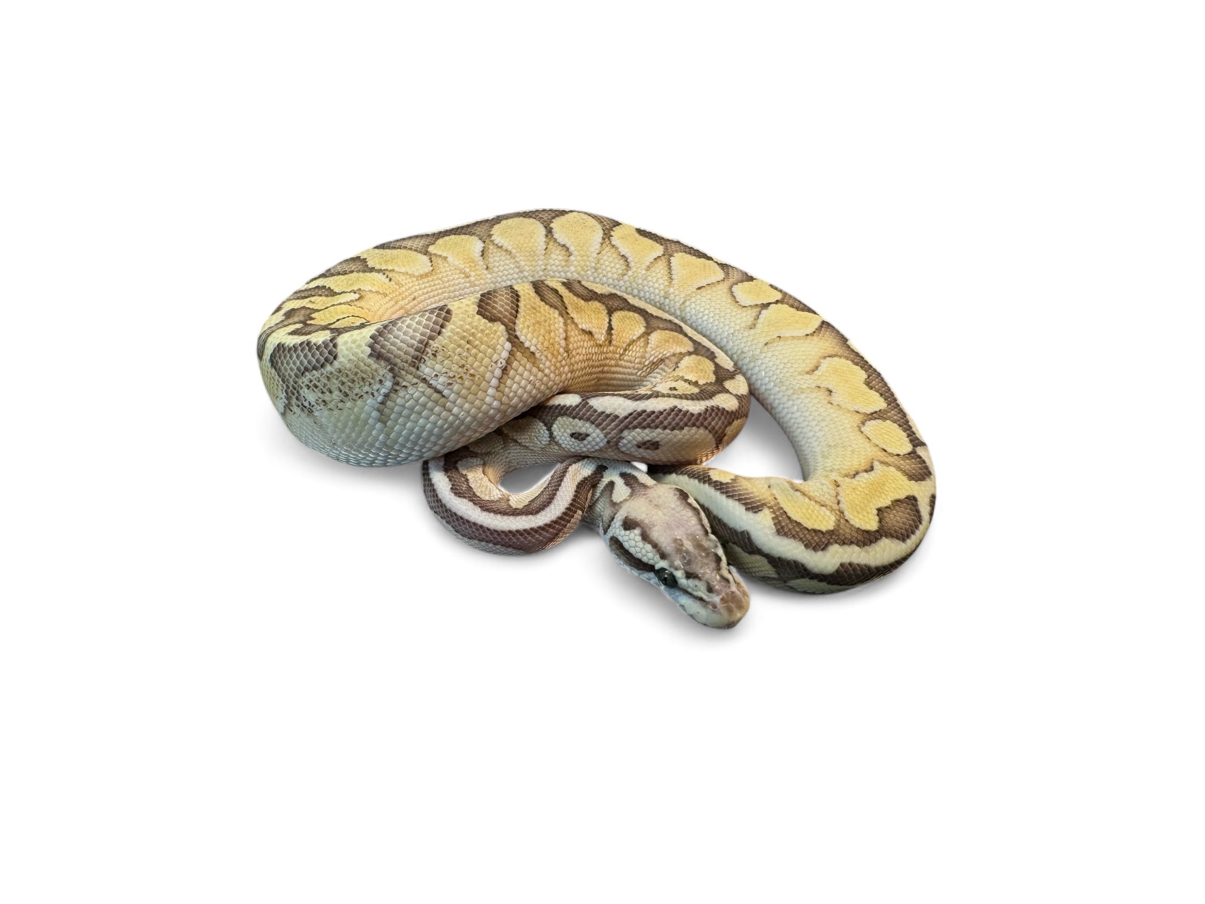 Normal Ball Python Green Background Green Pastel Ball Python