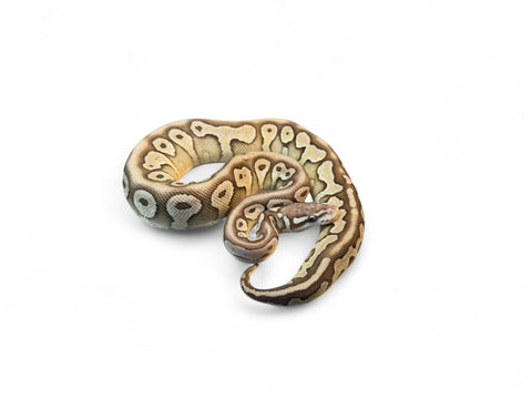 BALL PYTHON, PASTEL LESSER CHOCOLATE HRA POSS HET PUZZLE