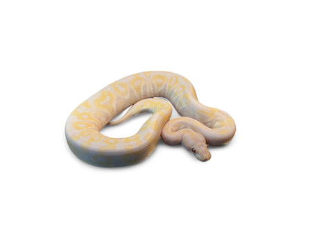 BALL PYTHON, LAVENDER