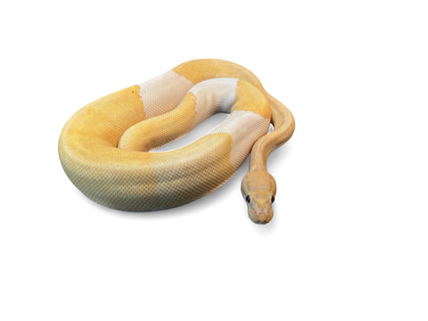 BALL PYTHON, BANANA PIN PIED HET LAVENDER