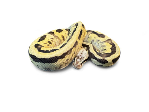 BALL PYTHON, ENCHI LEOPARD ORANGE DREAM FIRELY