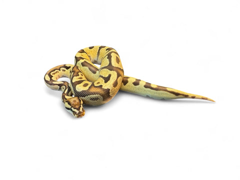 BALL PYTHON, ENCHI ORANGE DREAM FIRE TH ULTRAMEL HYPO CLOWN