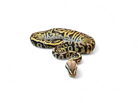 BALL PYTHON, PASTEL LEOPARD SPOTNOSE CYPRESS YB HET CLOWN