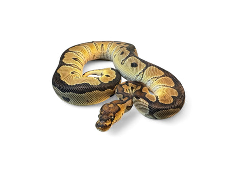 BALL PYTHON, BLADE CLOWN 50% HET HYPO POSS YB