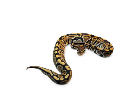 BALL PYTHON, SPECTER YB HET ULTRAMEL 66% HET CLOWN