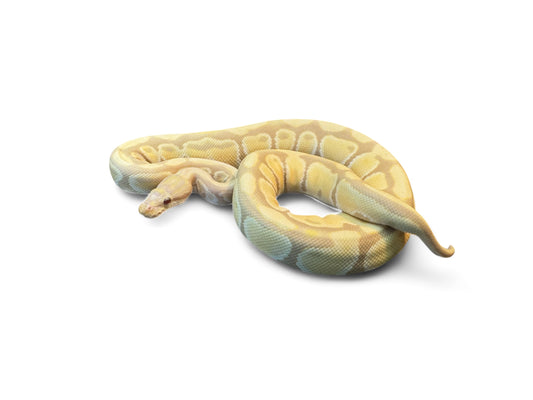BALL PYTHON, TOFFINO ASPHALT