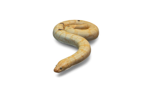 KENYAN SAND BOA, PARADOX ALBINO SUBADULT