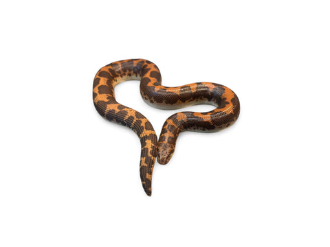 KENYAN SAND BOA, NUCLEAR SUBADULT