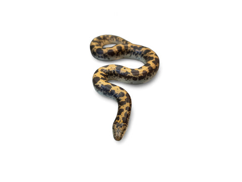 KENYAN SAND BOA, NORMAL HET ALBINO SUBADULT