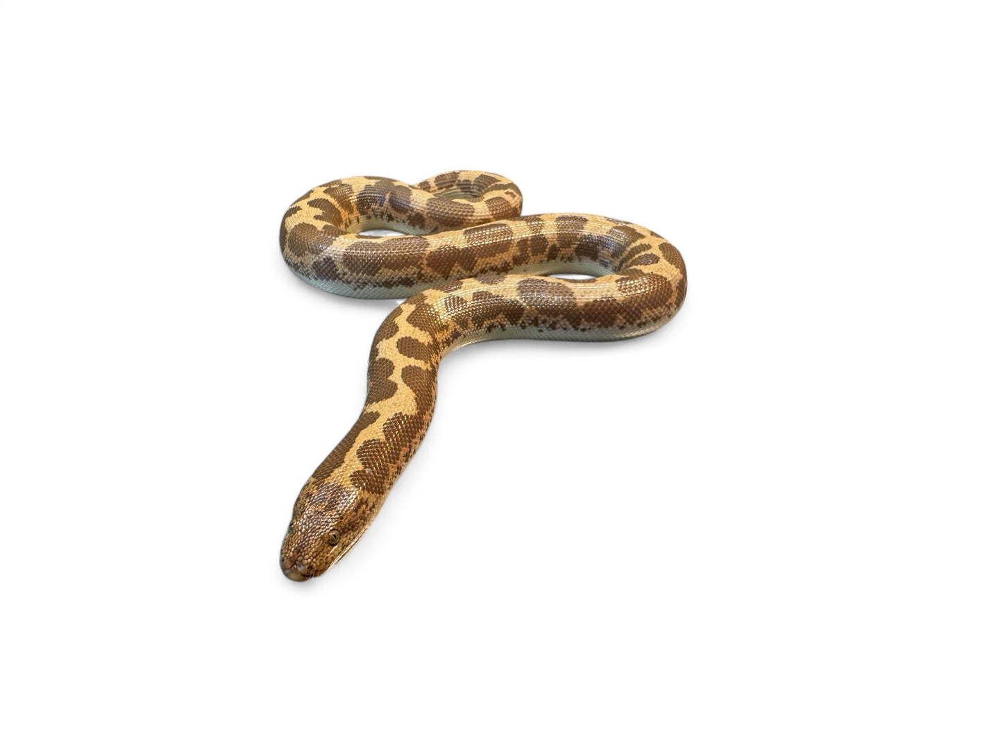 KENYAN SAND BOA, POS HET PARADOX ALBINO JUVENILE