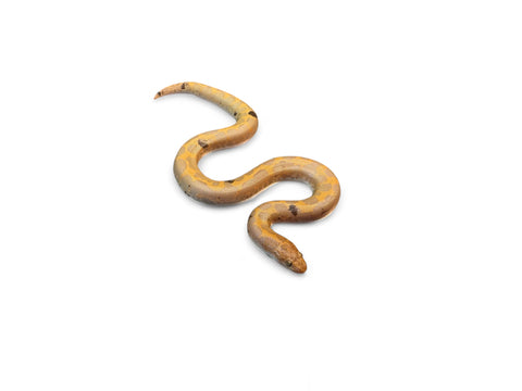 KENYAN SAND BOA, ALBINO