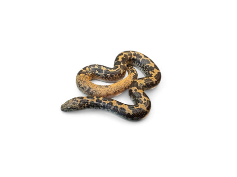 KENYAN SAND BOA, SPLASH