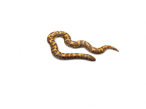 KENYAN SAND BOA