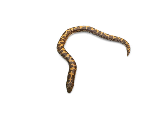 KENYAN SAND BOA, NORMAL