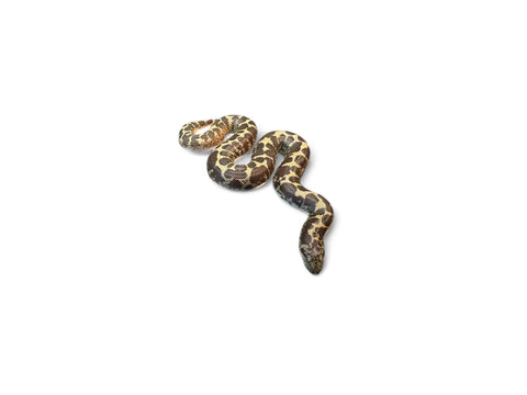 KENYAN SAND BOA, SPLASH