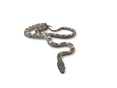 RAT SNAKE, WHITE OAK