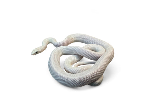 RAT SNAKE, LEUCISTIC TEXAS