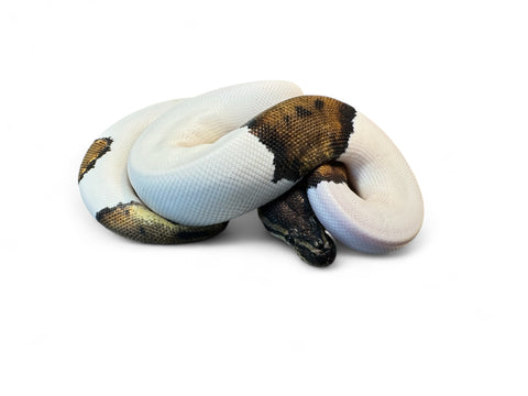 BALL PYTHON, HIGH WHITE PIED #2