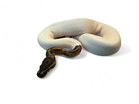 BALL PYTHON, HIGH WHITE PIED #3