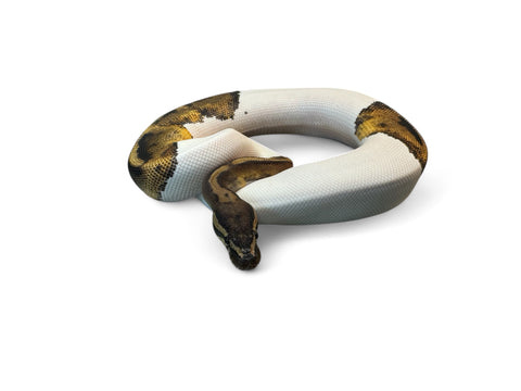 BALL PYTHON, HIGH WHITE PIED #4