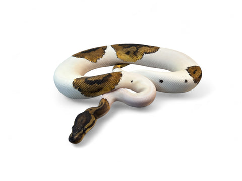 BALL PYTHON, PIED #2