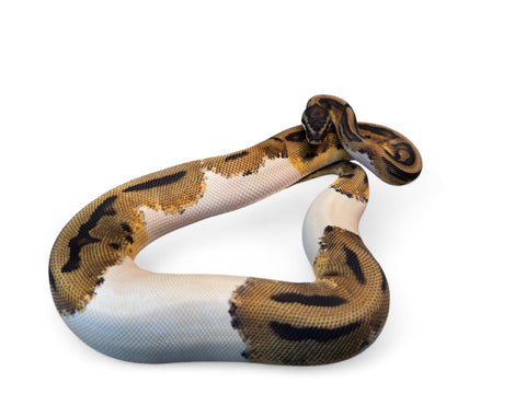 BALL PYTHON, PIED #3