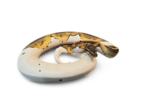 BALL PYTHON, PIED #4