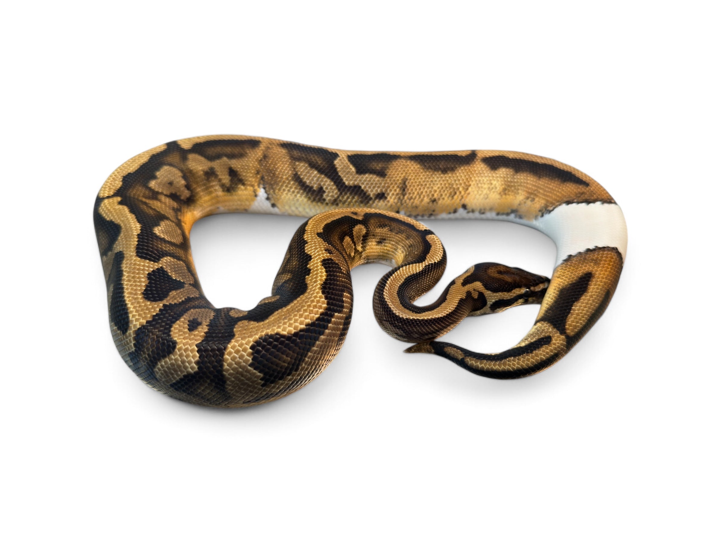 BALL PYTHON, LOW WHITE PIED – Port Credit Pets
