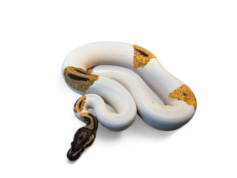 BALL PYTHON, ORANGE DREAM YELLOW BELLY PIED