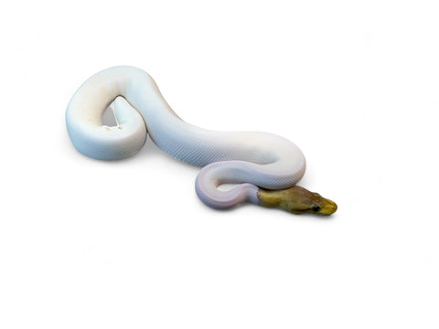 BALL PYTHON, PASTEL RED AXANTHIC PIN PIED HET LAVENDER