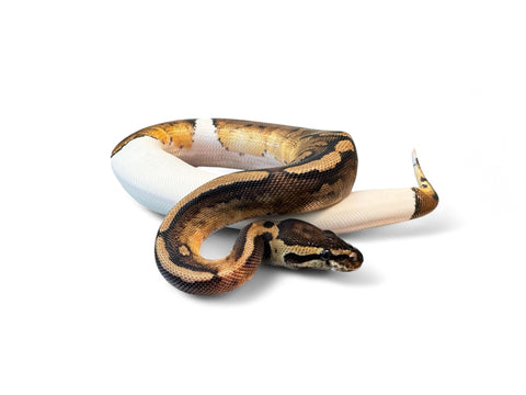 BALL PYTHON, PASTEL PIED