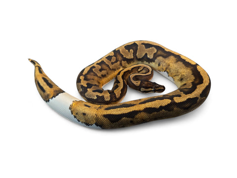 BALL PYTHON, ENCHI PIED PHANTOM LAVENDER