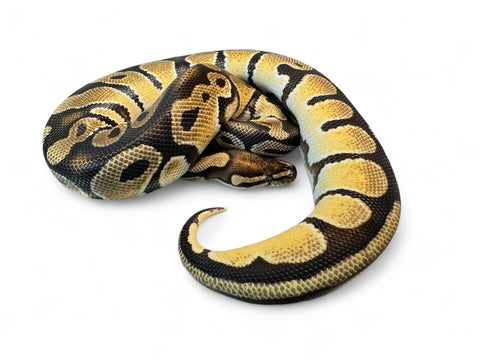 BALL PYTHON, PASTEL HET POSS ENHANCER PIED