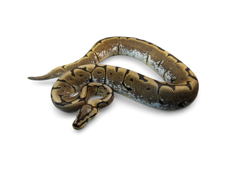 BALL PYTHON, SPIDER HET PIED