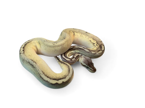 BALL PYTHON, PASTEL BONGO DOUBLE HET ORANGE GHOST/PIED