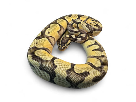 BALL PYTHON, PASTEL ENCHI 100% HET HYPO 66% HET PIED