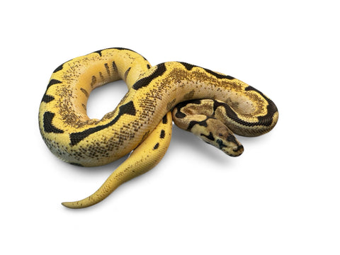 BALL PYTHON, SUPER DREAMBEE HET PIED