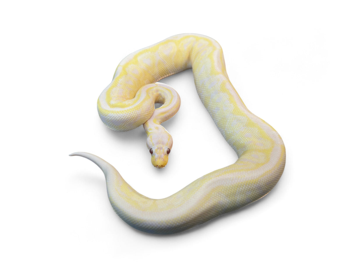 Lavender Ball Python Fish BALL PYTHON, LAVENDER RA PHANTOM – Port Credit Pets