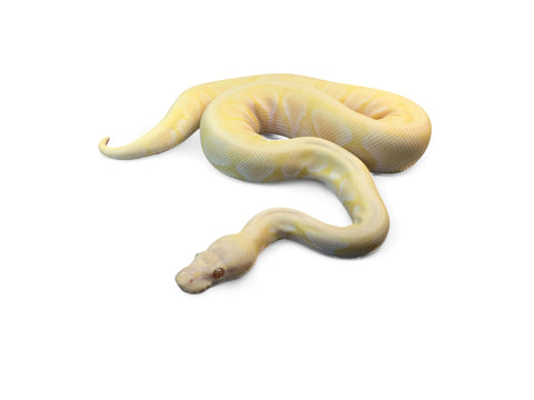 BALL PYTHON, PASTEL LESSER MAHOGANY LAVENDER