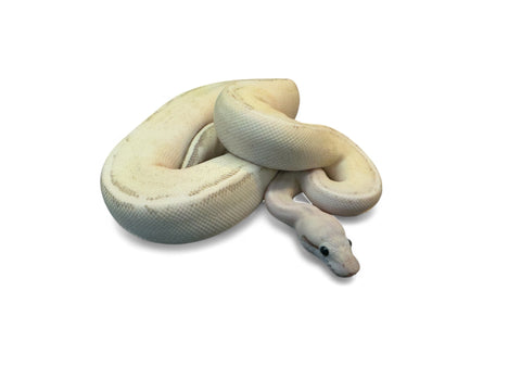 BALL PYTHON, PASTEL PUMA POSSIBLE HET PUZZLE