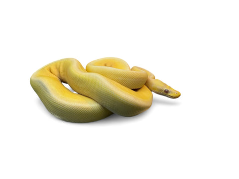 BALL PYTHON, SUPER PASTEL LAVENDER G STRIPE