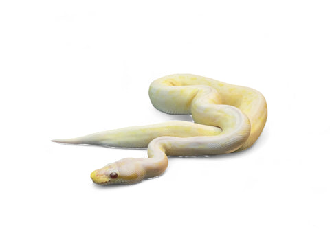 BALL PYTHON, ALBINO PASTEL RED AXANTHIC