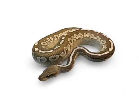 BALL PYTHON, CINNAMON LEOPARD HET PIED