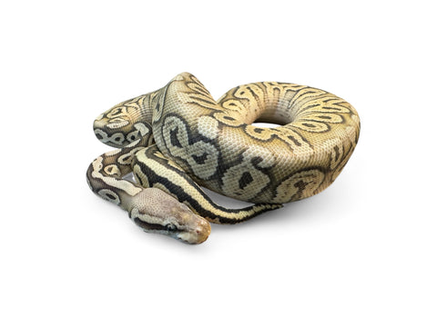 BALL PYTHON, SUPER PASTEL SPARK HET PUZZLE