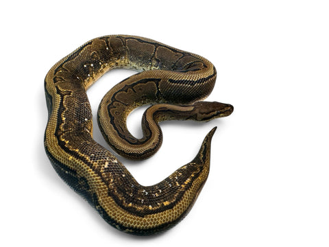 BALL PYTHON, PINSTRIPE