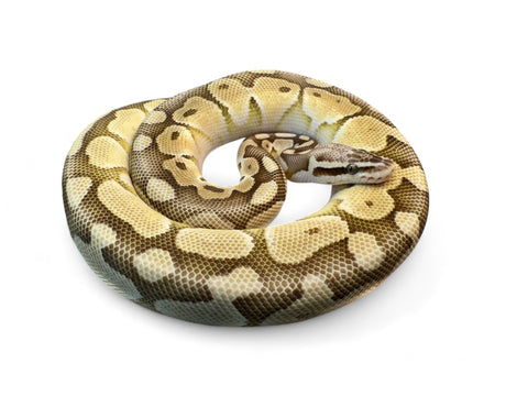 BALL PYTHON, PASTEL LESSER