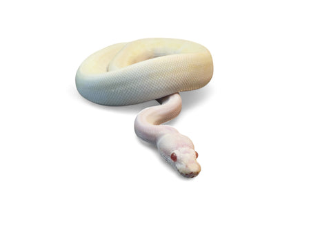 BALL PYTHON, PASTEL ALBINO IVORY