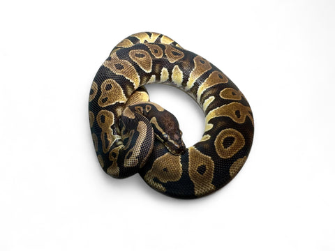 BALL PYTHON, SCALELESS-HEAD