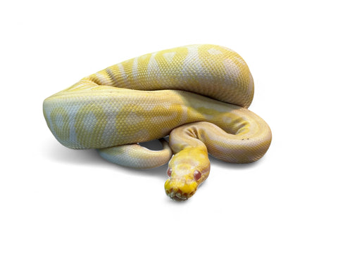 BALL PYTHON, RED AXANTHIC ALBINO